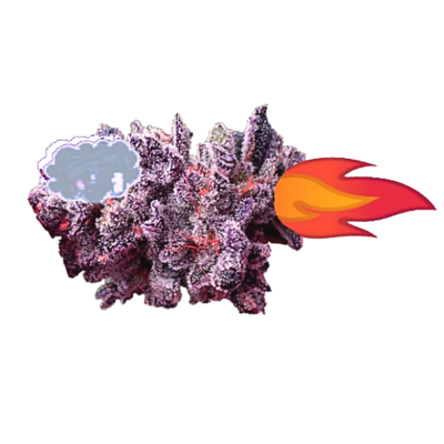 Nugship Sativity picture cutout of animation Sativity by SEeBEeDEe